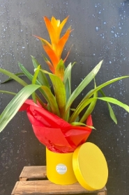 Guzmania Plant