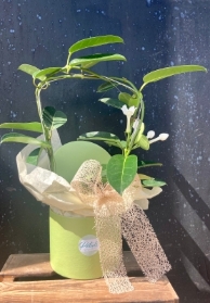 Stephanotis Plant