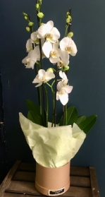 White phalaenopsis Orchid